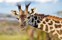 Two Day and One Night Safari From Zanzibar