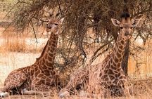 Two Day and One Night Safari From Zanzibar