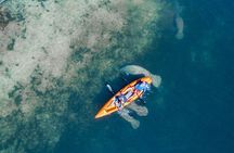 Manatee Kayak Encounter