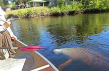 Manatee Kayak Encounter