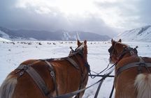 Luxury 1/2 Day Winter Grand Teton Tour & Sleigh Ride