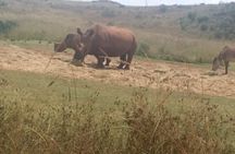 3-Day Johannesburg Tour with Pilanesberg National Park Safari