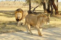 3-Day Johannesburg Tour with Pilanesberg National Park Safari