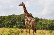 Full Day Private Tour to Shimba Hills from Diani Beach