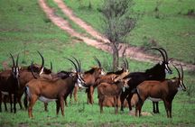 Full Day Private Tour to Shimba Hills from Diani Beach