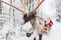 Daytour to Santa Claus Village, Reindeer and Husky Safaris, Photo, and Lunch