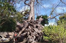 Safari Blue Zanzibar - Full day