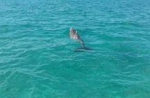 Rose Island Half-Day Snorkeling Cruise