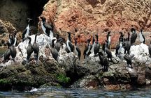 Morning: Ballestas Island tour from Paracas with entrances