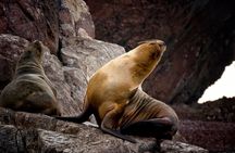 Morning: Ballestas Island tour from Paracas with entrances