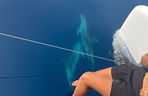 Catamaran Half Day - Beautiful day on the Atlantic Ocean