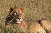 Private 5 Day Kenya Safari in Mara Lake Naivasha and Amboseli
