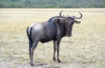 Private 5 Day Kenya Safari in Mara Lake Naivasha and Amboseli