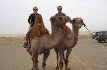 From Agadir or Taghazout or Port 2 Hours Camel Ride