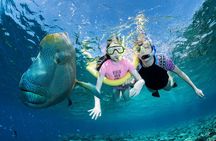 ABC Snorkel Charters Port Douglas Snorkelling max 12 passengers