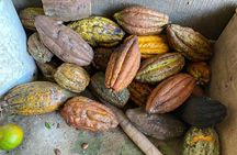 Chocolate tour near Medellin 