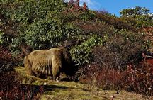 Singalila Ridge Trek, Darjeeling
