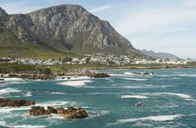 Hermanus Land based Whale Tour with Dave de Beer