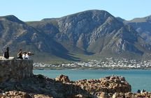 Hermanus Land based Whale Tour with Dave de Beer
