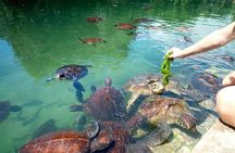 Zanzibar Full Day Mnemba Island, Nungwi and Kendwa Beach Tour