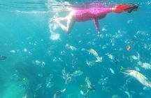 unforgettable snorkeling activity in The Sea of Cortes