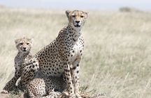 Private Mini Safari Tour in Nairobi