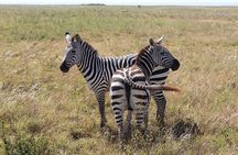 Private Mini Safari Tour in Nairobi