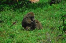Private Mini Safari Tour in Nairobi