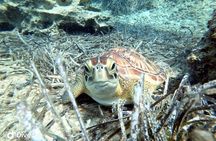 Try a Scuba Diving Experience 