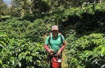 Coffee Express Tour Medellin