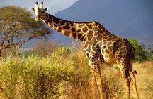 Private full day tour to Tsavo East National Park