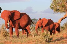 Private full day tour to Tsavo East National Park