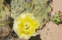 When Nature Calls - Exploring the Sonoran Desert