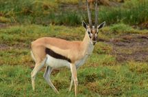 Amazing 4 Days Tanzania Budget Camping Group Joining Safari