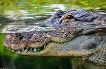 Cancun Speedboat with Crocodile Watching Jungle Tours Adventure