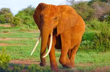 4 Days Tanzania Budget Group Join Safari- Serengeti & Ngorongoro