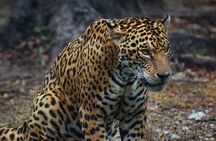 4 Days Tanzania Budget Group Join Safari- Serengeti & Ngorongoro
