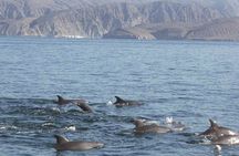 Dolphin Watching Cruise from Muscat