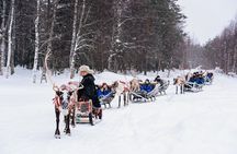 Apukka Reindeer Journey