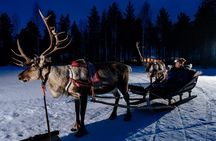 Reindeer Sleigh Ride Across the Night in Apukka Resort Rovaniemi