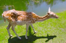 Private Tour to Alexandria Africano Safari Park from Cairo