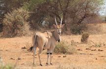 2 Days Kenya Safari special Tsavo East and Taita hills Saltlick from Mombasa