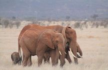 2 Days Kenya Safari special Tsavo East and Taita hills Saltlick from Mombasa