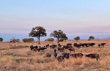 4 days Ngorongoro crater, Tarangire and Serengeti national park