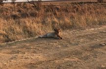 4 days Ngorongoro crater, Tarangire and Serengeti national park