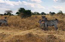4 days Ngorongoro crater, Tarangire and Serengeti national park