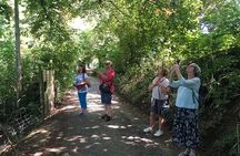 A Tour of Glastonbury, Guided by the Trees. 