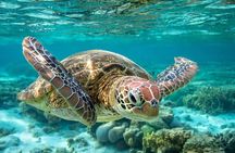 Barbados Shore Excursion: Carlisle Bay Turtle & Shipwreck 