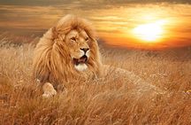 Full Day Big 5 Aquila Safari Private Transfers Including Park Fee From Cape Town