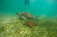 Tour to swim with turtles